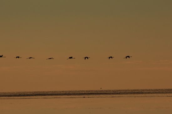 Flamingos