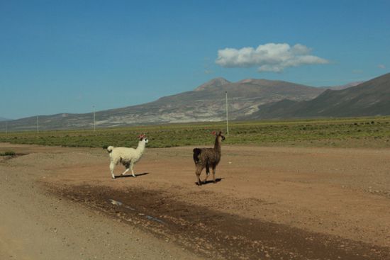 Lama crossing
