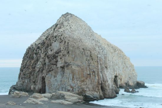 Felsen voller Vögel