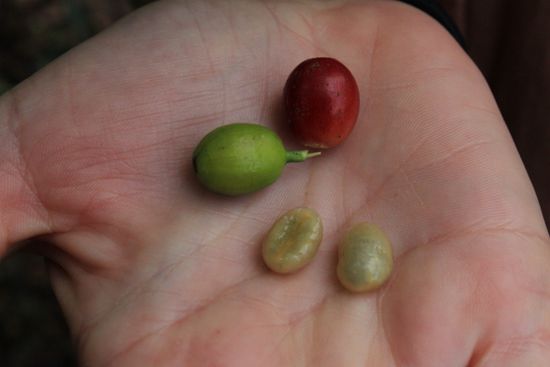 Kaffeeböhnchen...die schmecken so ungeröstet ganz süß