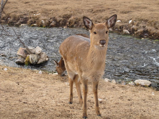 ein Reh, auf einer Wanderung gesehen