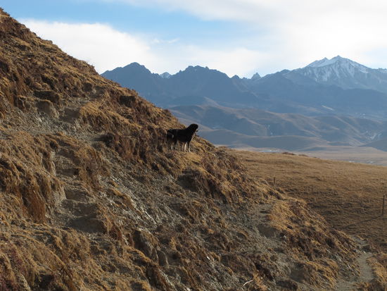 Wanderung mit Hund (1)