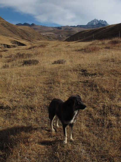 Wanderung mit Hund (3)