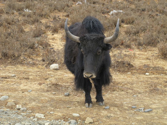 ein Yak