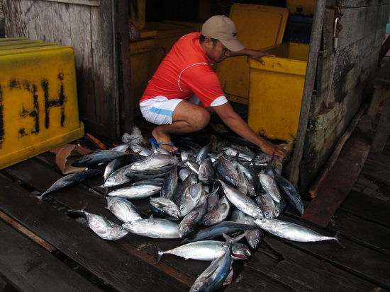 zurueck im Hafen, der Tagesfang wird gezaehlt