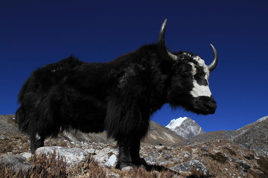 ein Yak