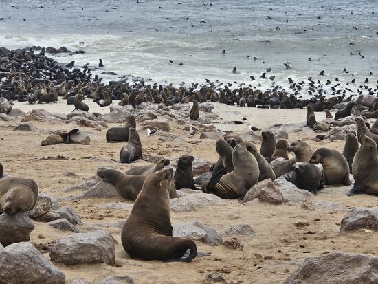 Zählen würde zu lange dauern, also machen wir Unmengen Fotos