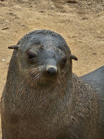 "Die vielen Touristen in der Hauptsaison kann ich und will ich nicht zählen !"
Wir haben aber Nebensaison, da schaut uns die Seehündin auch mal gern freundlich an und läßt sich abbilden