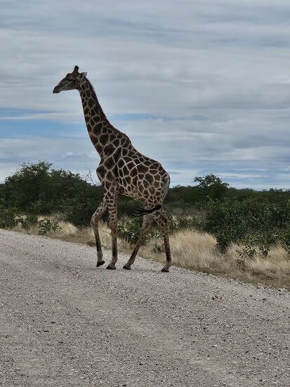 ....und betritt sogar vor uns die Straße! Vorfahrt für jedes Tier !