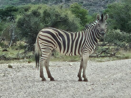 Dem Zebra folgt eine ganze Herde, werden die alle auf ihrer Vorfahrt bestehen ?