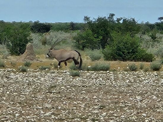 Ob das ein Gamsbock ist, müssen wir später in einer Bilderliste mit 70 Abbildungen nachsehen und ankreuzen, dass wir so ein Tier gesehen haben !