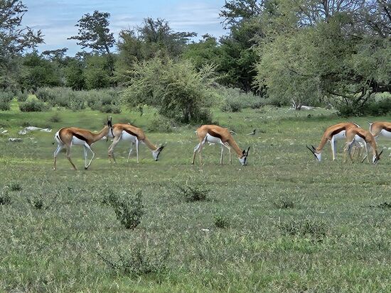 Alle finden im Grün genug Futter und laufen nicht vor uns auf die Straße