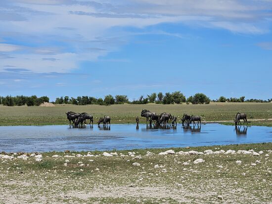 An einer Wasserstelle am Weg säuft nur eine Tiergattung, die andern saufen später !