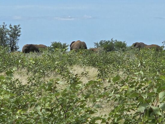 Der Regen hat viel Grün gebracht, Elefanten an einem Wasserloch brauchen wir gar nicht zu suchen, erste Indizien waren riesige Scheißhaufen auf der Straße