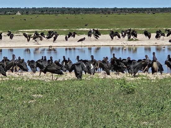 Die Schwarzkopfreiher haben das Wasserloch für sich eingenommen