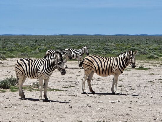 Das sind etwas andere, kleinere Zebras als die, die uns gestern begegnet sind