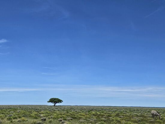 Immer flacher wird es und immer salziger der Boden