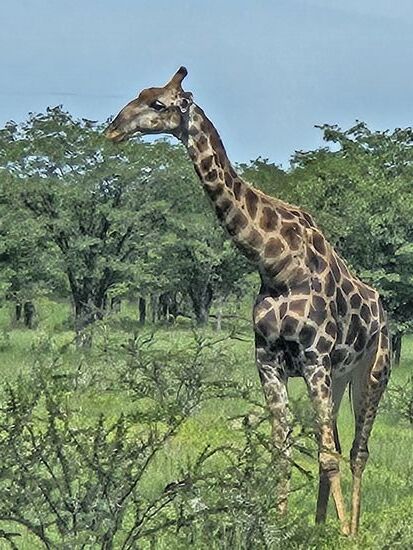 Nur wenige Zentimeter höher gelegen, wachsen wieder Büsche und Gras, die Giraffe kann es genießen