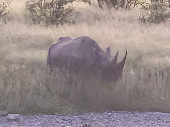 Mit dem menschlichen Auge kann man nur gelegentlich das Horn blitzen sehen, aber die Phototechnik macht das ganze Nashorn sichtbar !