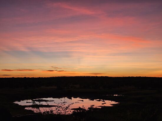 Rechts neben der Pfütze grast das Tier ungestört.