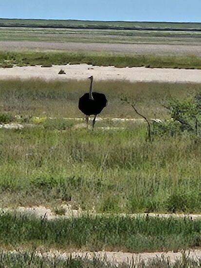 und dennoch fressen die Strauße das salzige Gras