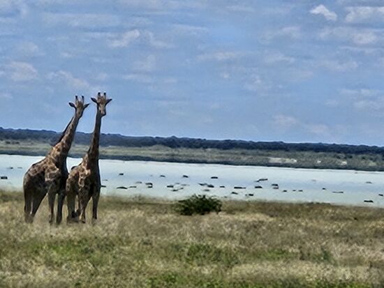....und dennoch finden die Giraffen ihr Futter !