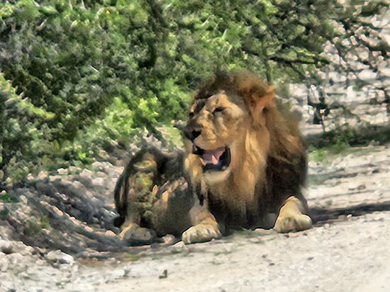 Nichts scheint ihn aus der Ruhe zu bringen. Selbst als ihm ein entgegenkommendes Fahrzeug fast über den Schwanz fährt, gähnt er gelangweilt. Aussteigen und Streicheln wollen wir abr trotzdem nicht.