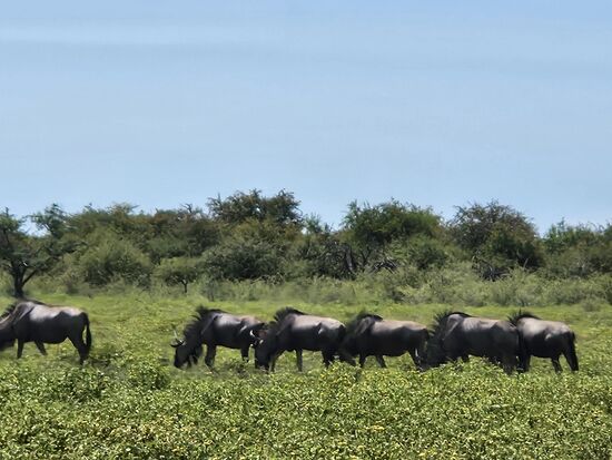 Nur 100 Meter weiter grasen die Gnus. Die müßten den Löwen doch atmen hören !