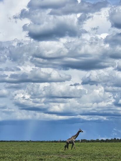 Da zieht Regen heran, den wir im Park nicht gebrauchen können.