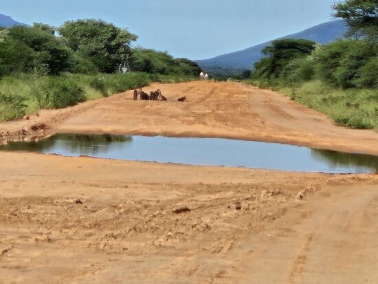 Affen machen eine Sitzblockade auf der Straße, verkrümeln sich aber  bei Annäherung