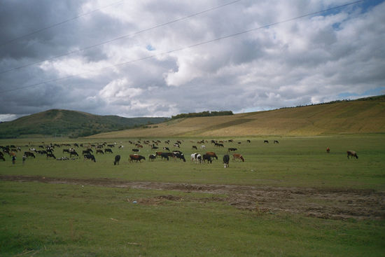 Steppenlandschaft am Prut, dem Grenzfluß zwischen Rumänien und Moldawien