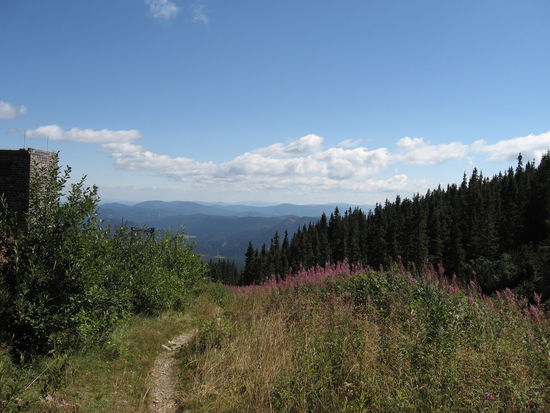 ...an der Baumgrenze...