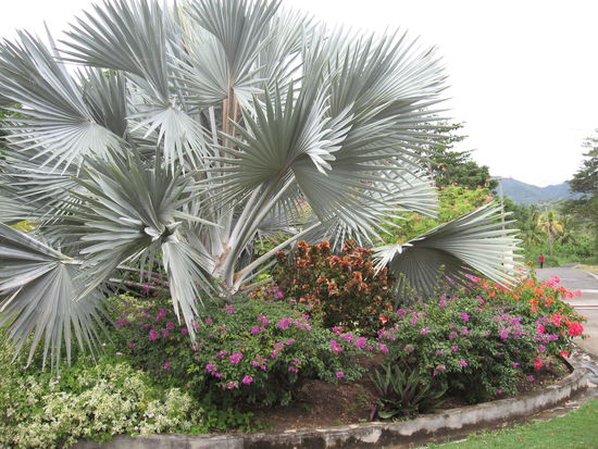 Tropische Pracht vor einem Hotel