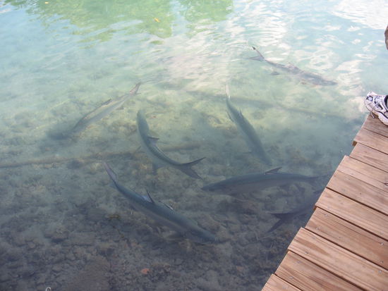 Unglaublich, solche Riesenfische! Und wir halten unsere Angel beim Boot nur vergeblich ins Wasser.