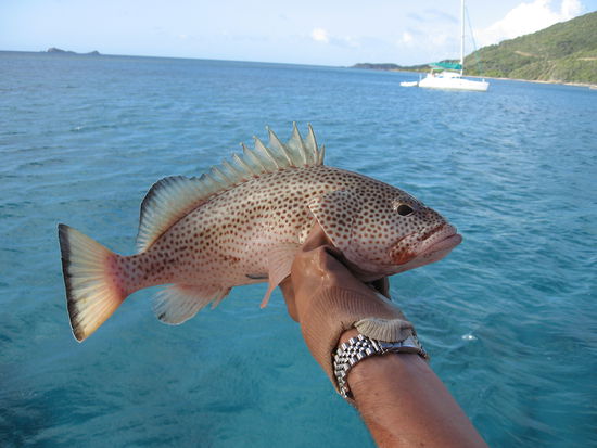 Endlich Anglers Glück, ein Zackenbarsch!