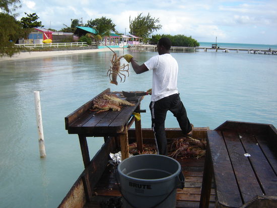 Täglich kommen hier etwa 100 Langusten aufs Schafott für die Yachties, die sie per Funk zum Abendessen ordern können.