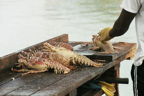 Lobster auf den Schafott