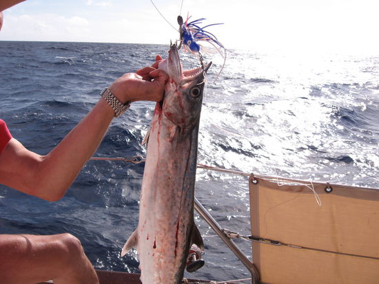 Du mußt mit der Kamera weiter zurückgehen, um den ganzen Fisch draufzukriegen !