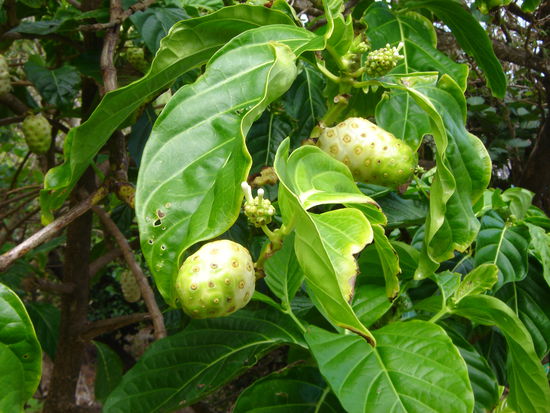 rot wurde sie auch nach 5 Tagen nicht, schmeckte aber ausgezeichnet !