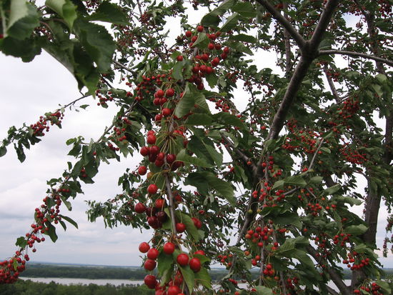 Verlockende Kirschen am Wegesrand schon Ende Mai - aber sie sind kein Genuß