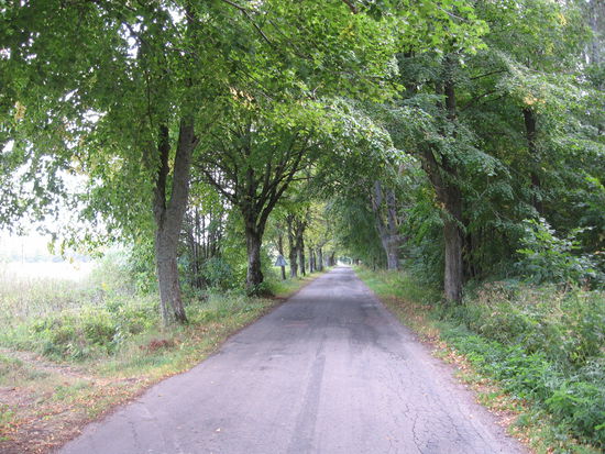 Baumgesäumte einsame Straßen, sie werden uns von nun an ständig begleiten