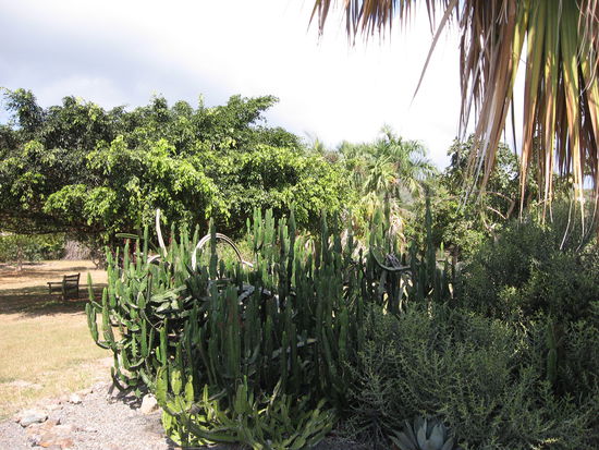 Alle möglichen Kakteenarten wenige Meter von Savannenvegetation!