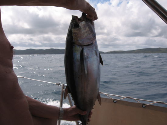 Ein kapitaler  Bonito, eine Thunfischart, die man manchmal auf den hiesigen Märkten sieht, dann aber von Fliegen umschwärmt....
6,4 Kilo wiegt er, jedenfalls steht es so im Logbuch