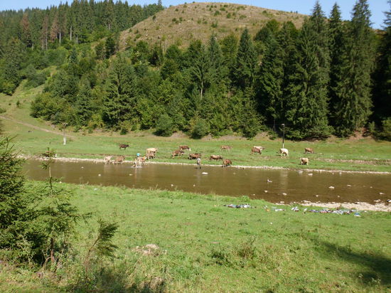 Das idyllische Bild von unberührter Natur täuscht etwas, der Job des Hirten, der von ein paar Tieren leben muß, ist hart und entbehrlich.