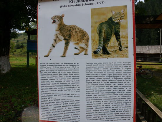 Zumindest auf den Bildern des Parks gibt es alle diese Tiere hier: Der Luchs steht unter strengem Schutz und soll nachts hier jagen
