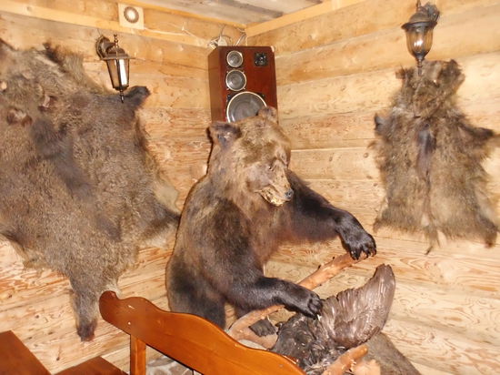 Dieser Bär leistet mir im Motel zum Abendbrot Gesellschaft