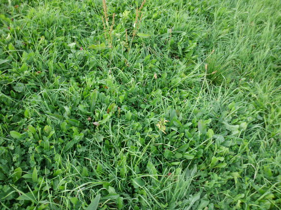 Die Artenvielfalt ist kaum zu überbieten: Ein Stück Karpatenwiese, gelegentlich von Rindern beweidet.