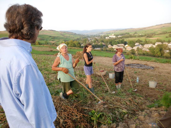 Mühsame Kartoffelente von Hand. Die Knollen hängen an verfilztem Unkraut fest und müssen  freigeschaufelt werden. Die Ausbeute ist mehr als bescheiden: Handelsklasse A ist unbekannt.