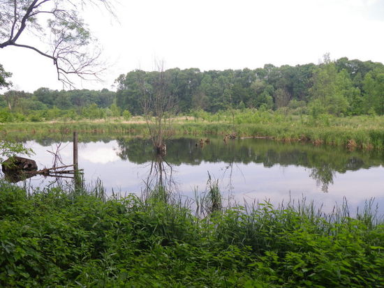 Dann wieder Biotope, wie sie wohl nur die Natur schaffen kann