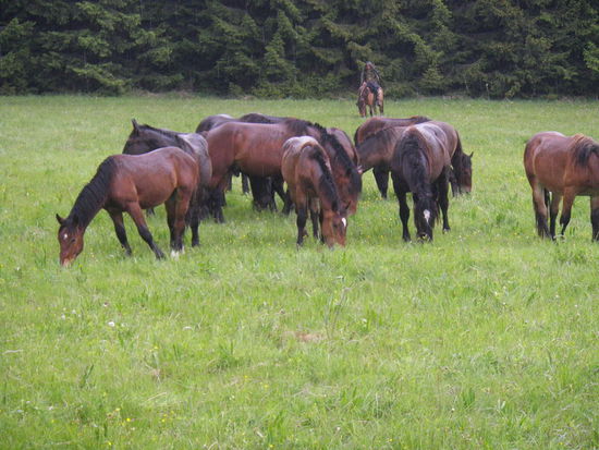 auf einsamen Waldlichtungen bekommen wir die Pferde des hiesigen Staatsgutes zu sehen. Solide Arbeitspferde, die heute noch gebraucht werden und auch im Gestüt Arbeit leisten müssen